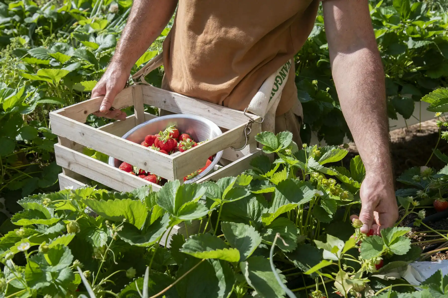 une personne cueillant des fraises dans un jardin avec une caisse remplie de fraises