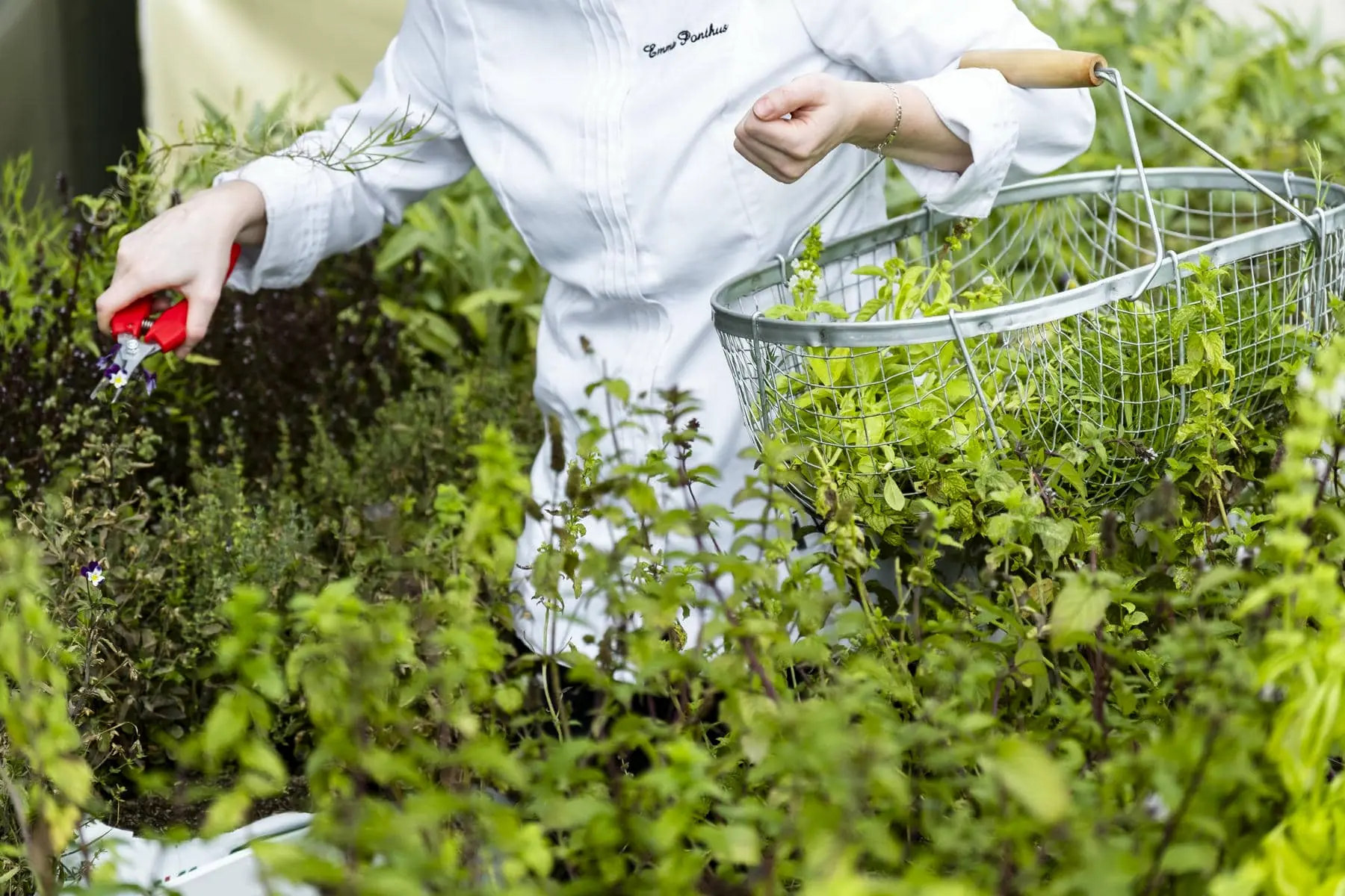 a person wearing a chef 's coat is picking herbs in a garden