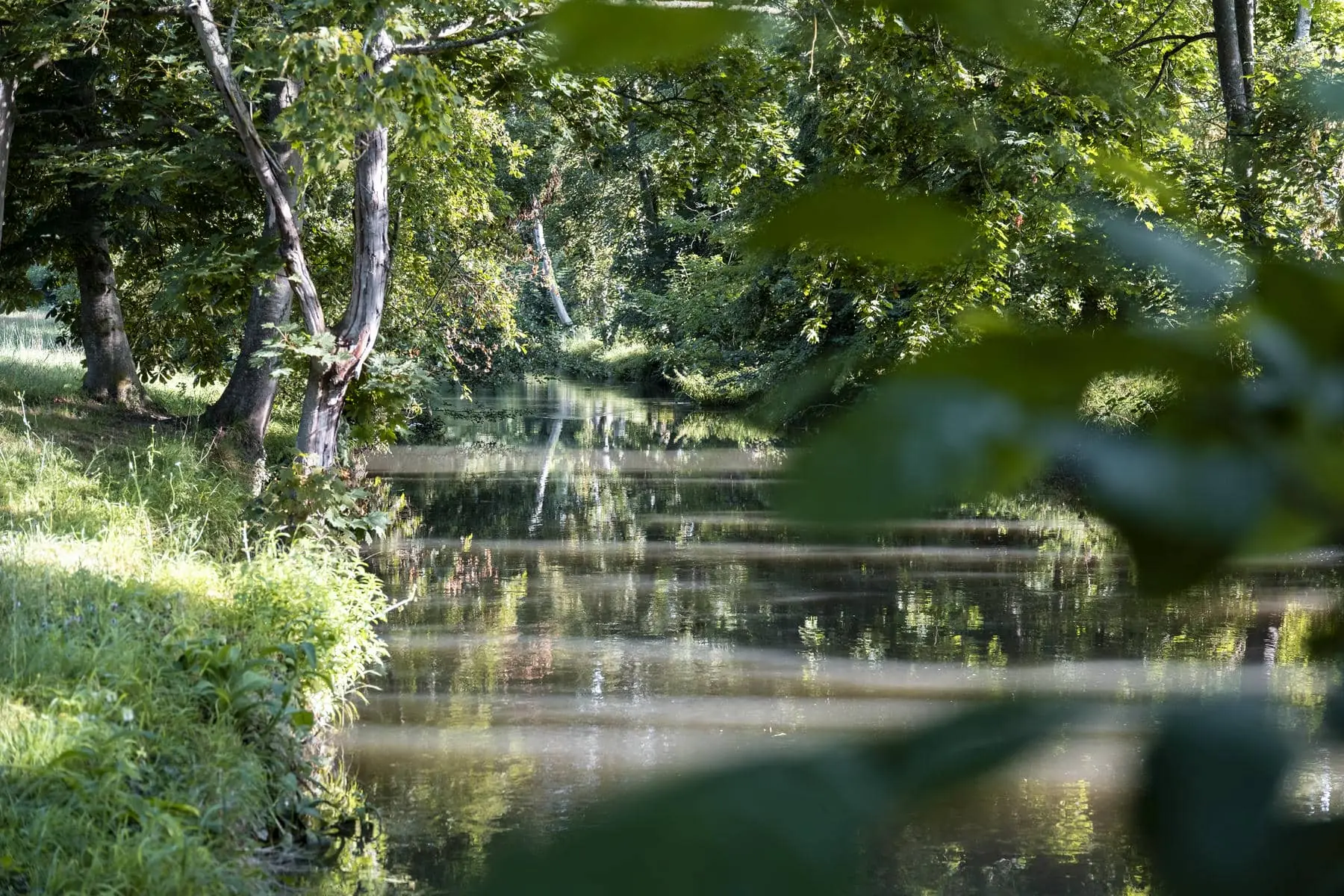 une rivière entourée d'arbres et d'herbe