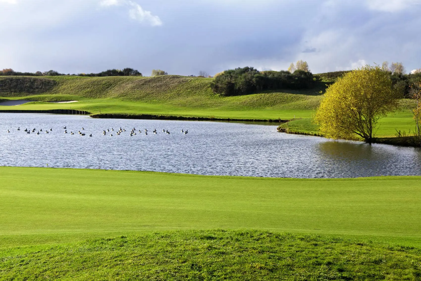 des canards se baignent dans un lac près d'un terrain de golf