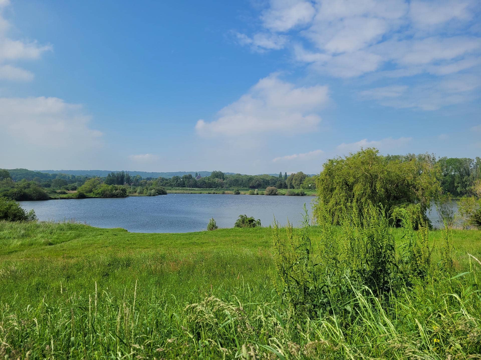 un lac entouré d'herbes hautes et d'arbres par une journée ensoleillée