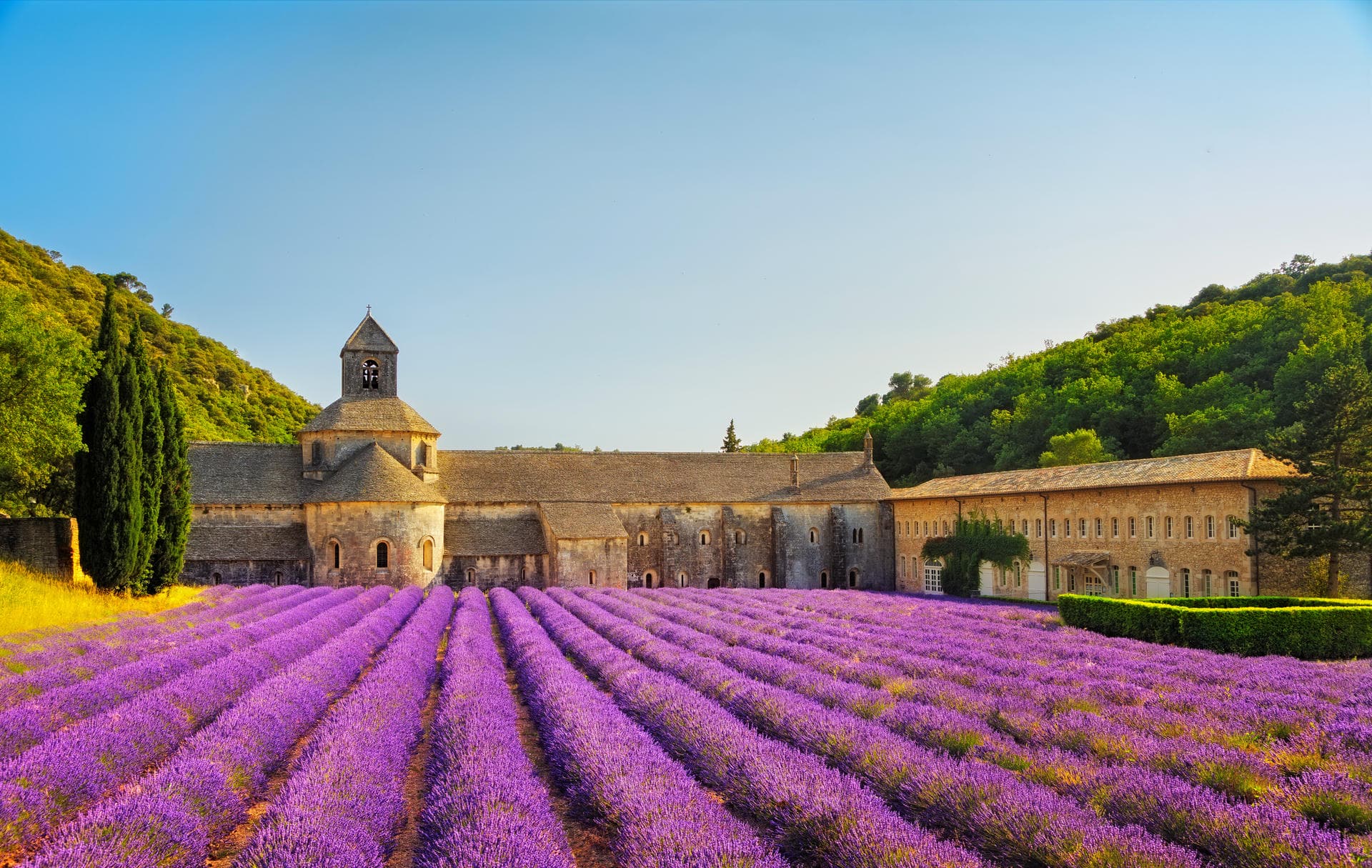 fr:: Abbaye de Sénanque et rangées de lavande en fleurs au coucher du soleil. Gordes, Luberon, Vaucluse, Provence, France, Europe. en:: Abbey of Senanque and blooming rows lavender flowers on sunset. Gordes, Luberon, Vaucluse, Provence, France, Europe.
