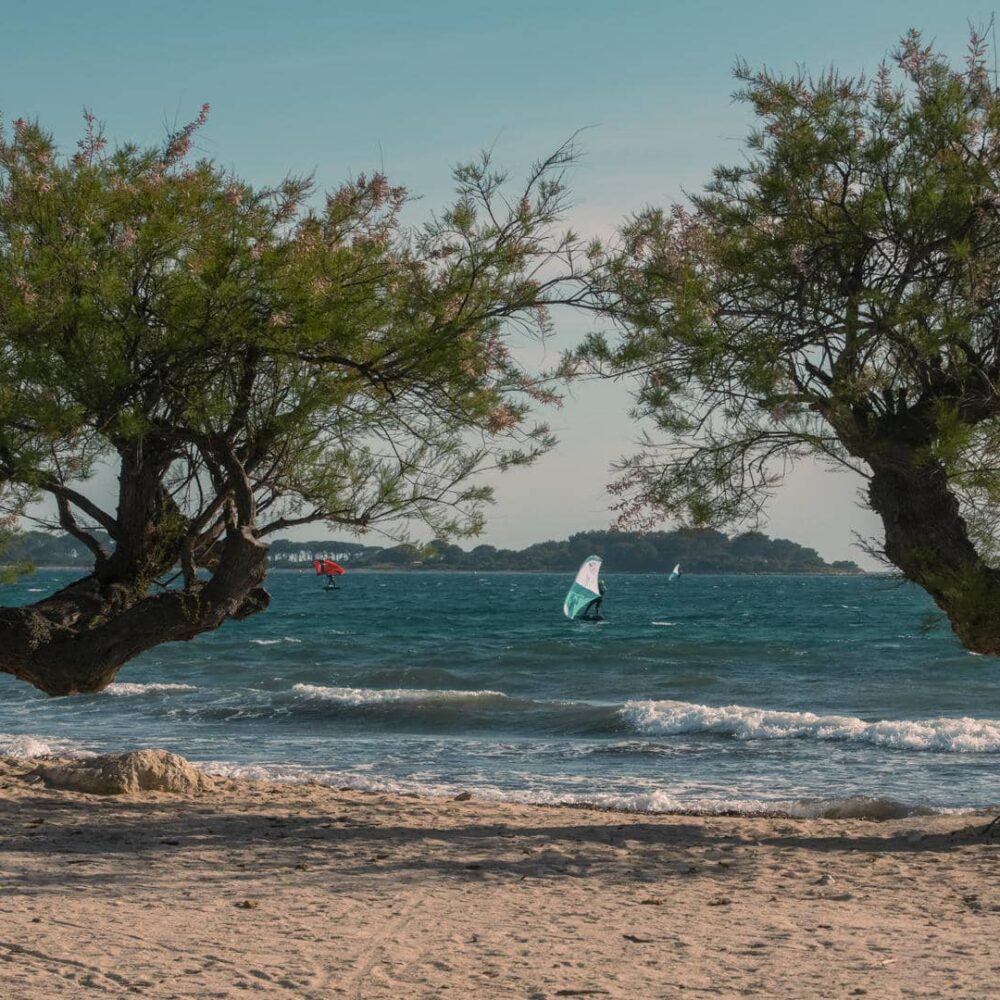 Plage de sable fin à Cannes avec arbres fleuris et planches à voile.