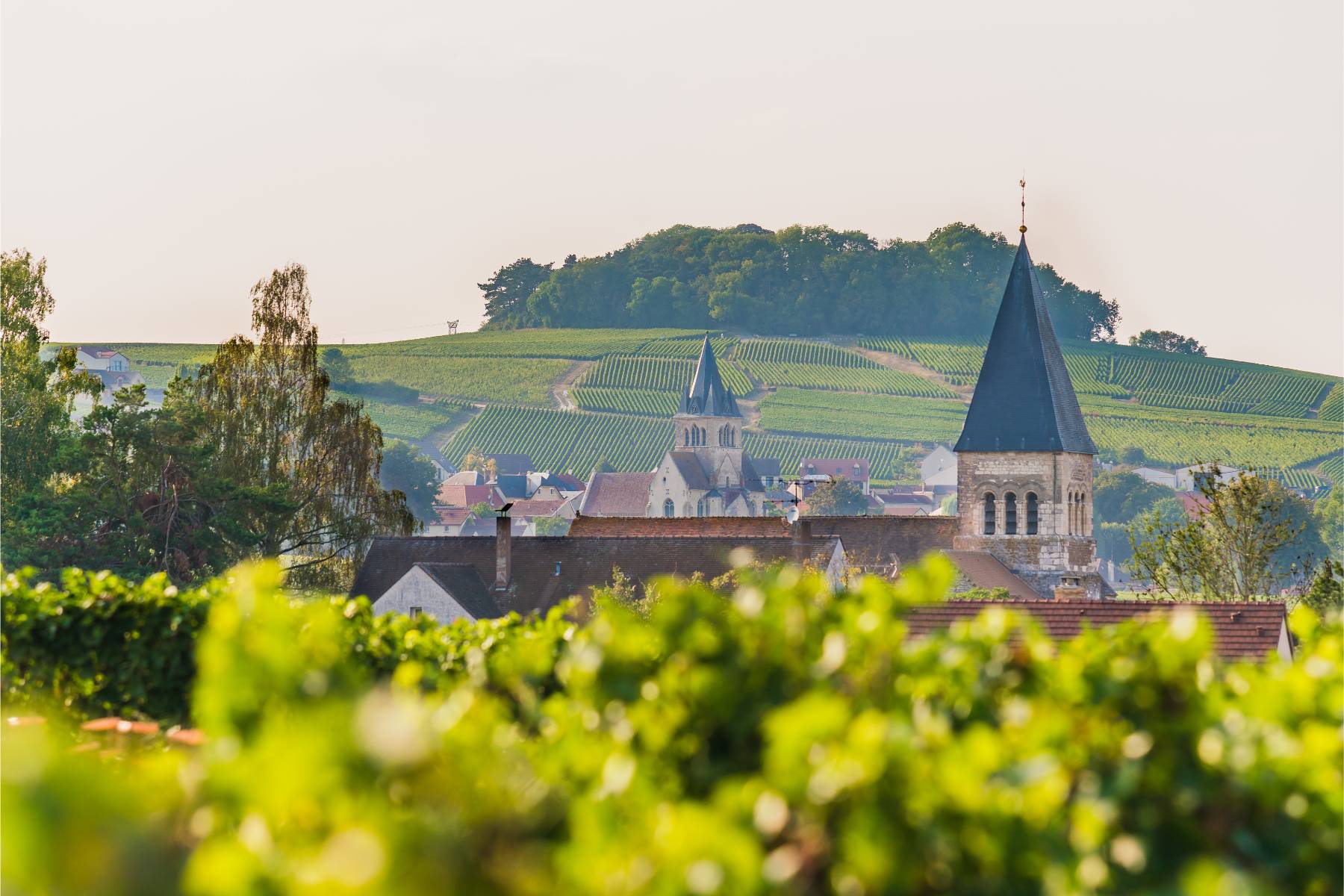 en premier plan un champ de vignes, avec en arrière-plan un aperçu du village et de son clocher d’église